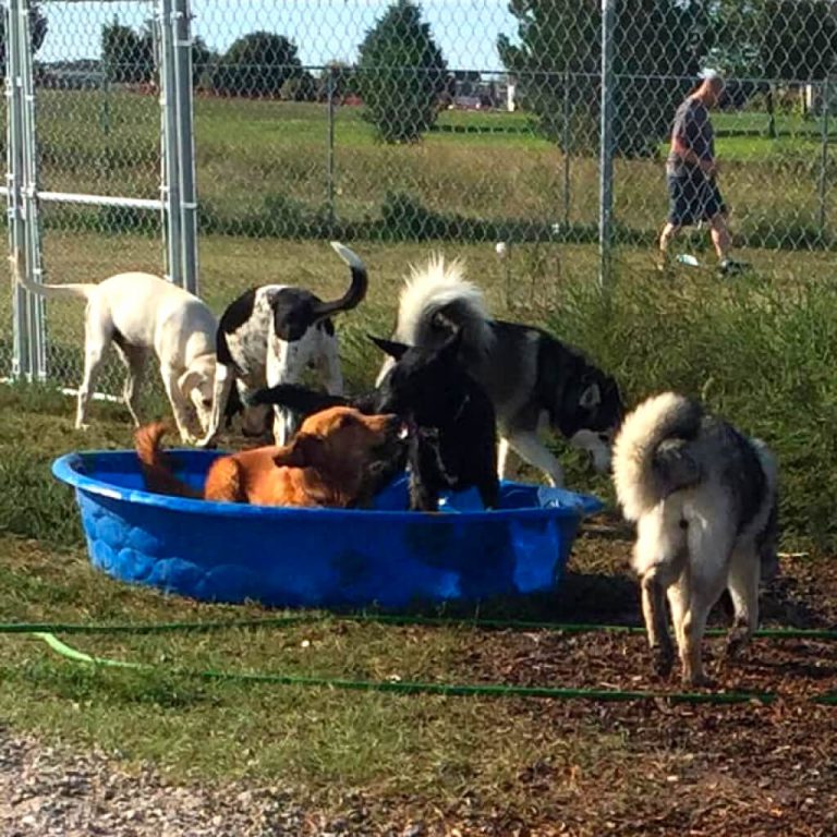 6 dogs cooling off in the kiddie pool.
