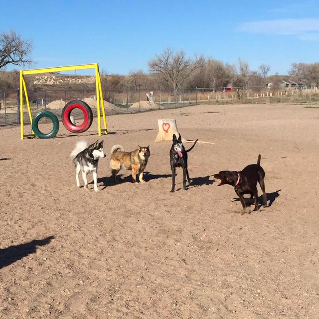 4 dogs at play at reverside dog park.
