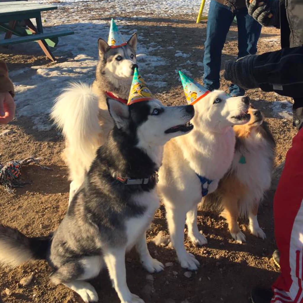 4 dogs wearing birthday hats waiting for treats.