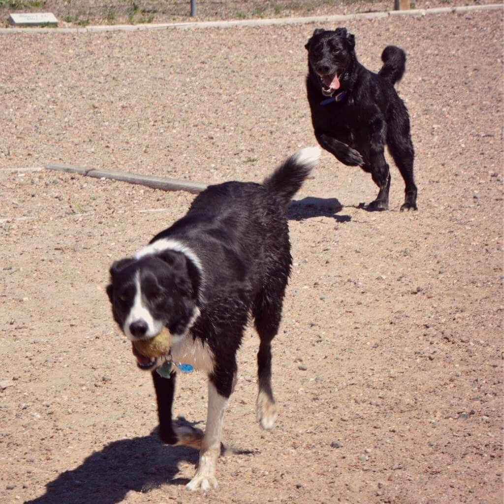 2 dogs chasing each other.